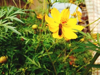 Close-up of bee on yellow flower