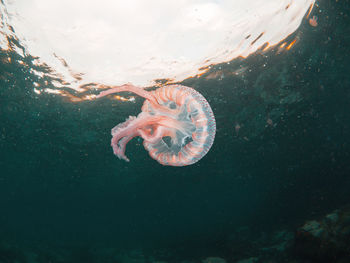 A purple nettle jellyfish floating in the current of the mediterranean