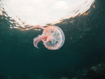 Close-up of jellyfish swimming in sea