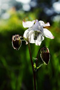 Close-up of wilted flowers blooming outdoors