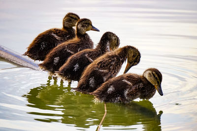 Duck swimming in a lake