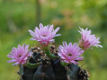 Close-up of pink flowering plant