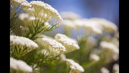 Close-up of white flowers on field