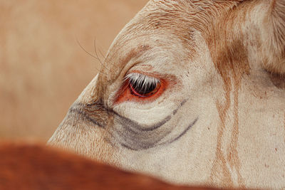 Close-up of horse