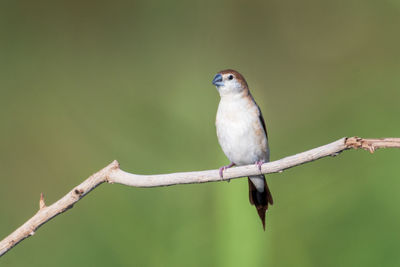 Close-up of bird perching on branch