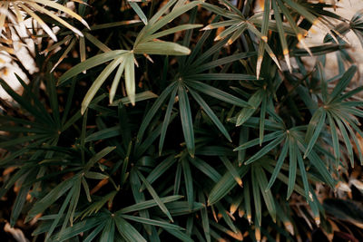 High angle view of plants