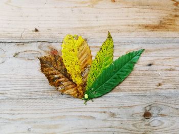 High angle view of leaf on table