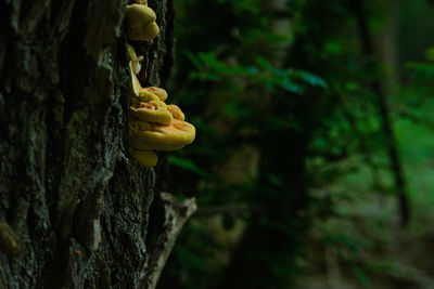 Close-up of yellow leaf on tree trunk in forest