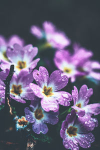 Close-up of wet purple flowers