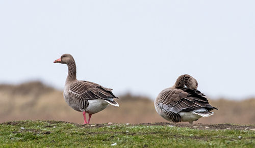 Close-up of duck on field against clear sky