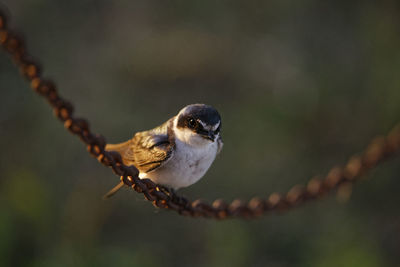 Close-up of bird perching on branch