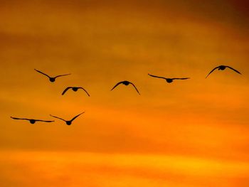 Silhouette birds flying against sky during sunset