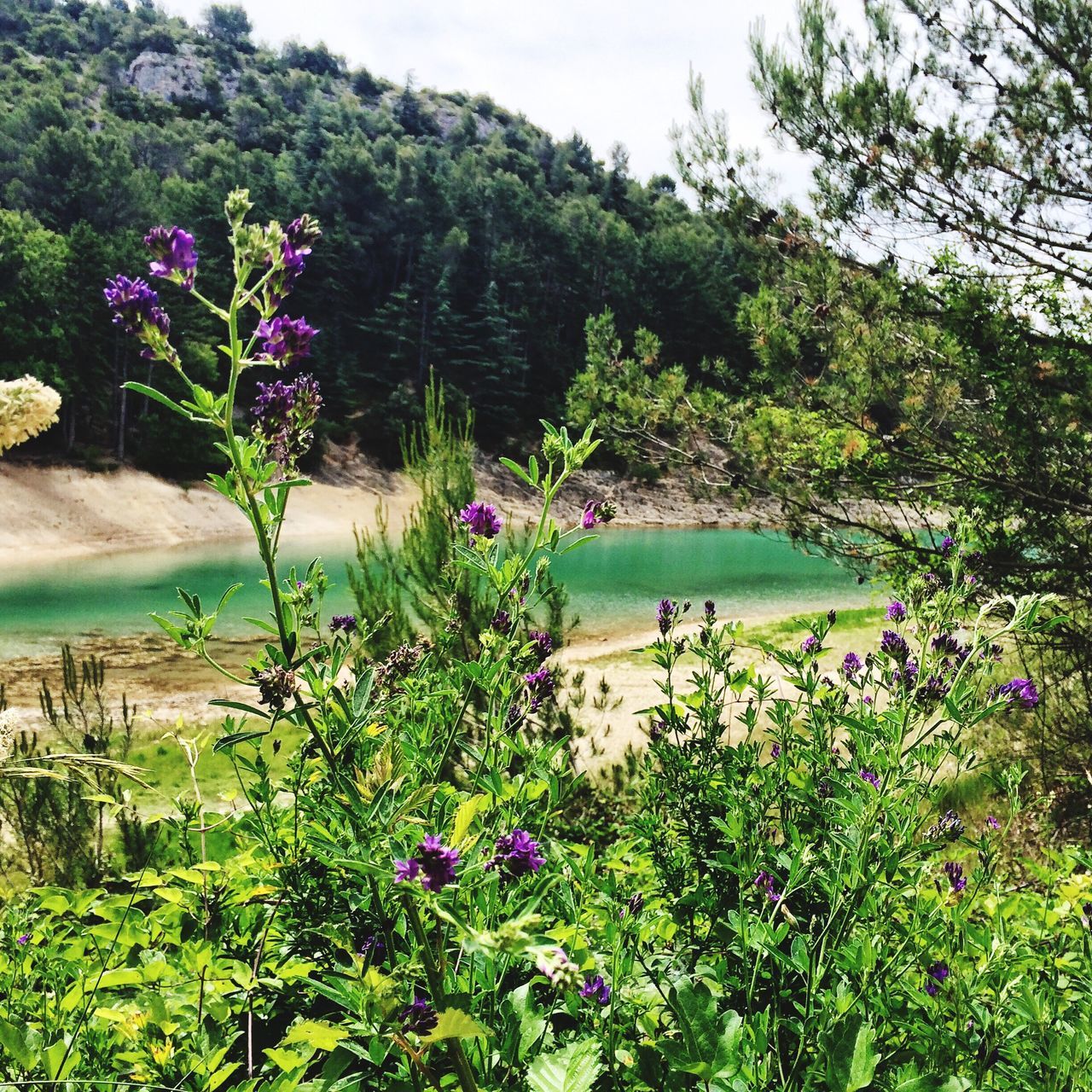 flower, growth, water, beauty in nature, tree, plant, tranquil scene, nature, tranquility, scenics, freshness, green color, lake, blooming, sea, pink color, mountain, day, purple, fragility