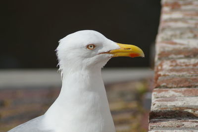 Close-up of seagull