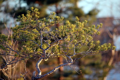 Close-up of snow on plant