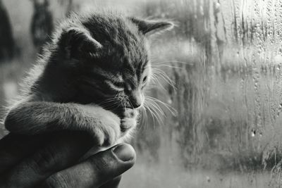 Close-up of hand holding cat