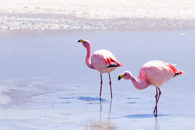 View of birds on the beach