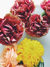Close-up of yellow rose over white background