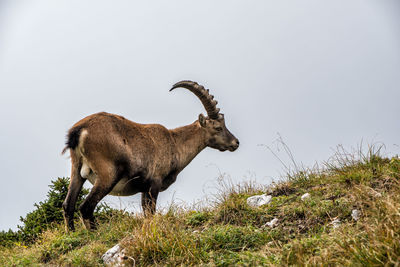 Alpine ibex