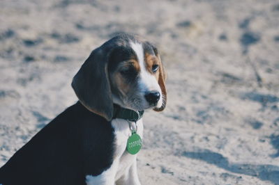 Close-up of dog on sand