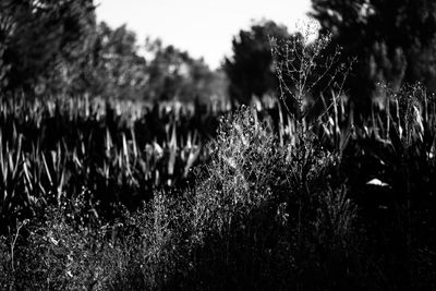 Close-up of fresh plants on field against sky