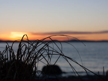Close-up of silhouette plant against sea during sunset