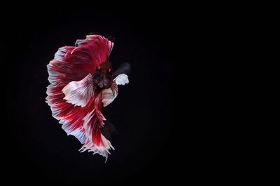 Close-up of red flower against black background