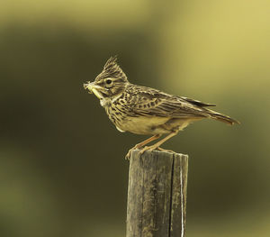 Close-up of bird perching on wood