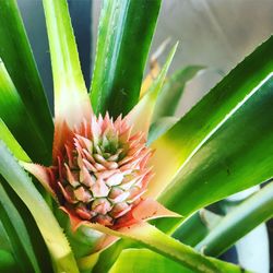 Close-up of succulent plant