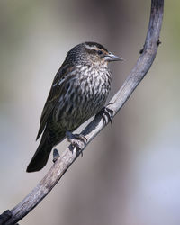 Close-up of bird perching on branch