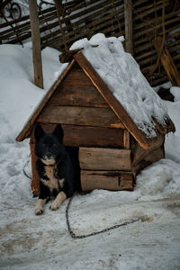 Dog on snow covered field