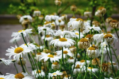 Close-up of white daisy flowers on field