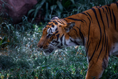 Tiger in a forest
