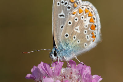 Close-up of butterfly pollinating on flower