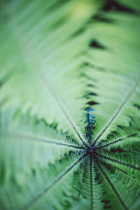 Full frame shot of leaf