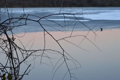 Close-up of bare tree against lake
