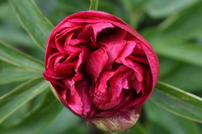 Close-up of peony flower