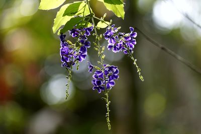 Close-up of purple flowers