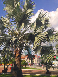 Close-up of palm tree against sky