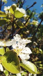 Close-up of white cherry blossom plant