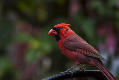 Northern cardinal...