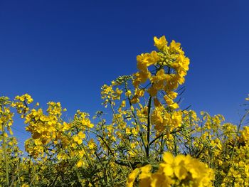 Yellow flowering plants against blue sky