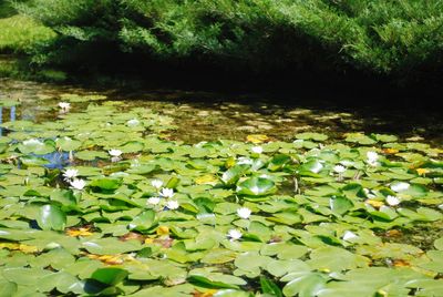 Lotus water lily in lake