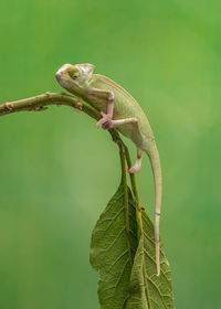Close-up of lizard