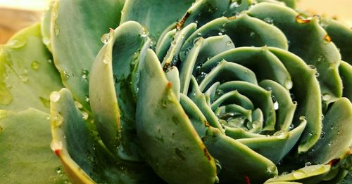 Close-up of succulent plant