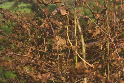 Close-up of plants