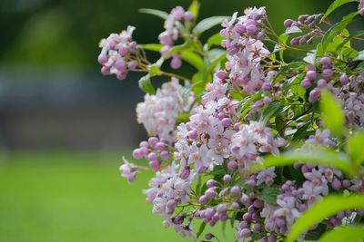 Close-up of pink flowering plant