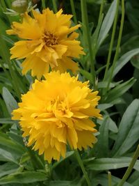 Close-up of yellow flowers blooming outdoors