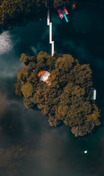 Aerial view of trees on island