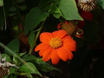 Close-up of flowers blooming outdoors